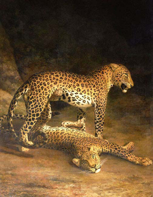 two leopards lying in the exeter